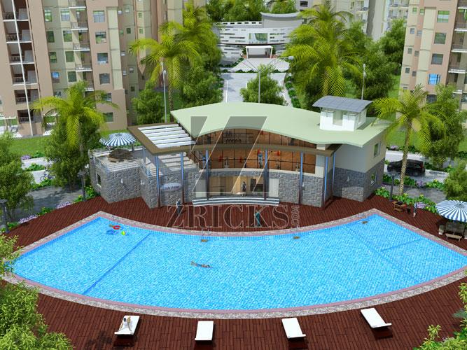 Orris Aster Court Premier