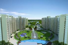 Orris Aster Court Premier