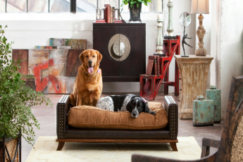 5 Tips For Making Your Home Pet Friendly