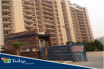 Book 4 bhk apartments at Tulip Purple in Gurgaon