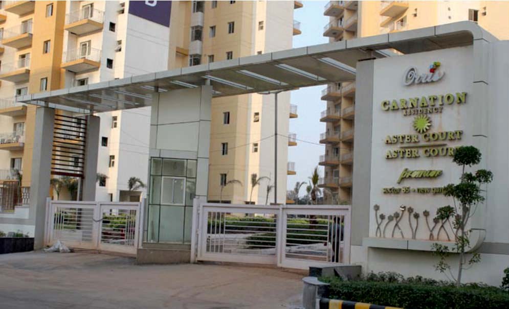 Orris Carnation Residency Update