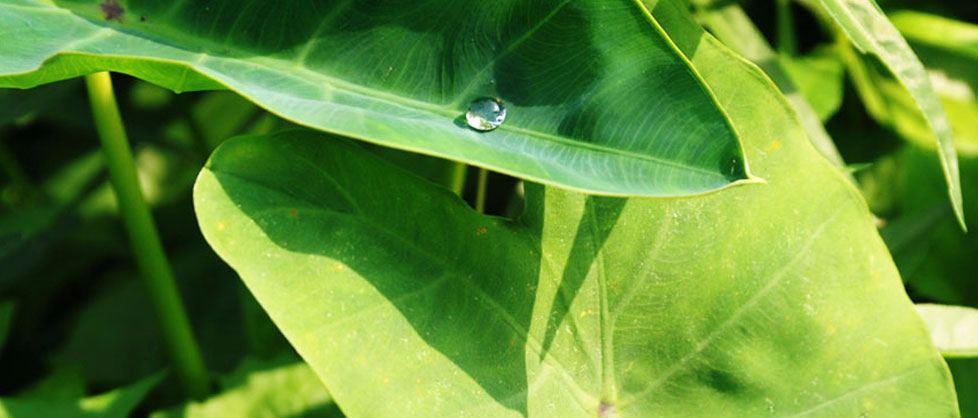 Godrej Prakriti Banner