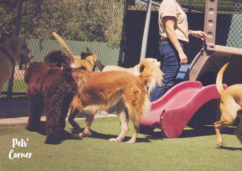 Shapoorji Pallonji Mumbai Dreams Banner