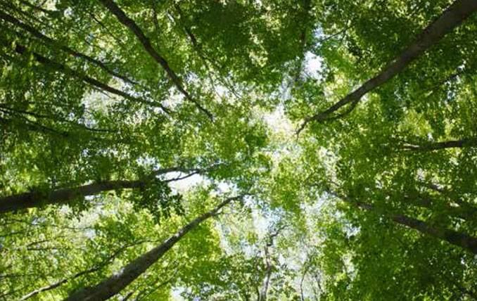 Lodha Codename Green Fortune Banner