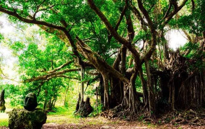 Lodha Codename Green Fortune Banner