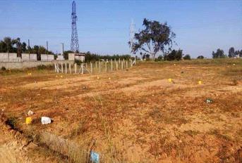 Ozone Urbana Meadows Update