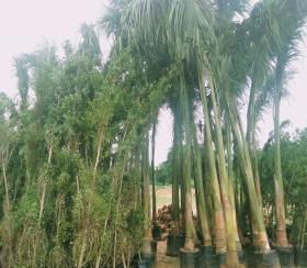    Residential Plot for sale in bhuvi developers Hyderabad