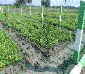  1 BHK  Farm House for sale in pasumai pannai nilam Chennai