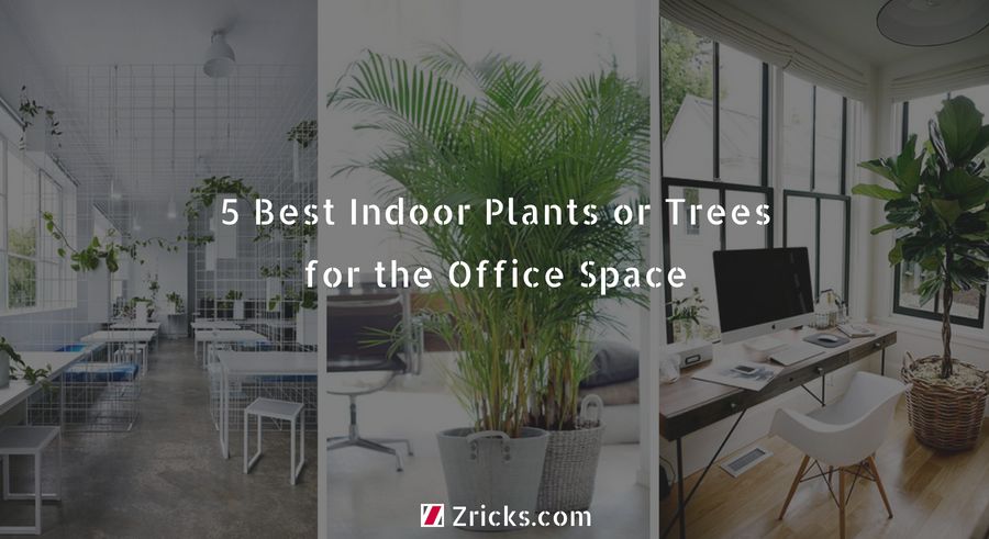 5 Best Indoor Plants Or Trees For The Office Space Zricks Com