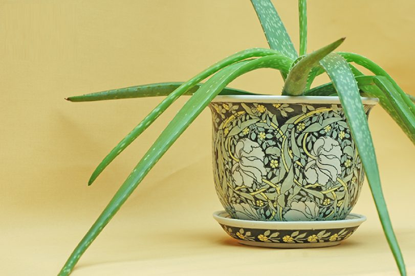 9 Indoor Plants For Positive Energy to Your Home